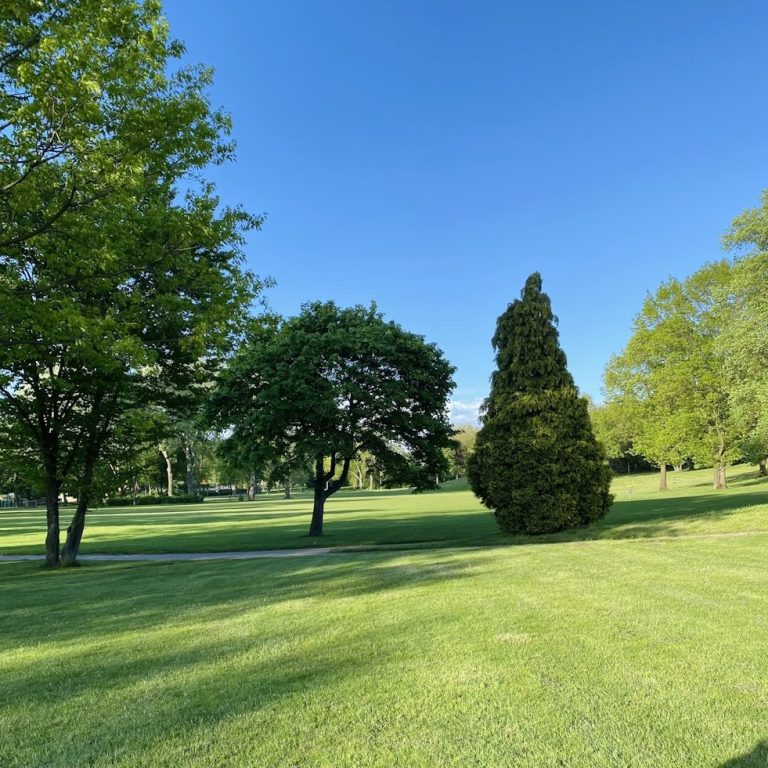 Professioneller Hausmeisterservice für Wohnanlagen im Rhein-Neckar-Kreis Grüne Wiese mit mehreren Bäumen und klarem blauen Himmel im Hintergrund.